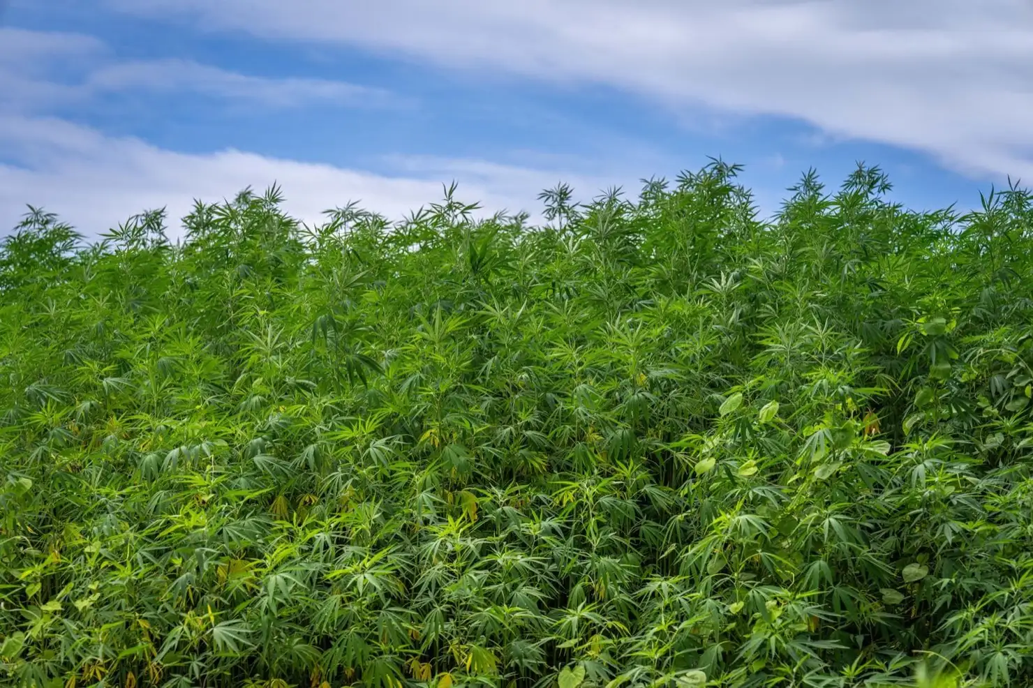 Umbral del 0,3 % de THC: ¿de dónde viene y va a cambiar?
