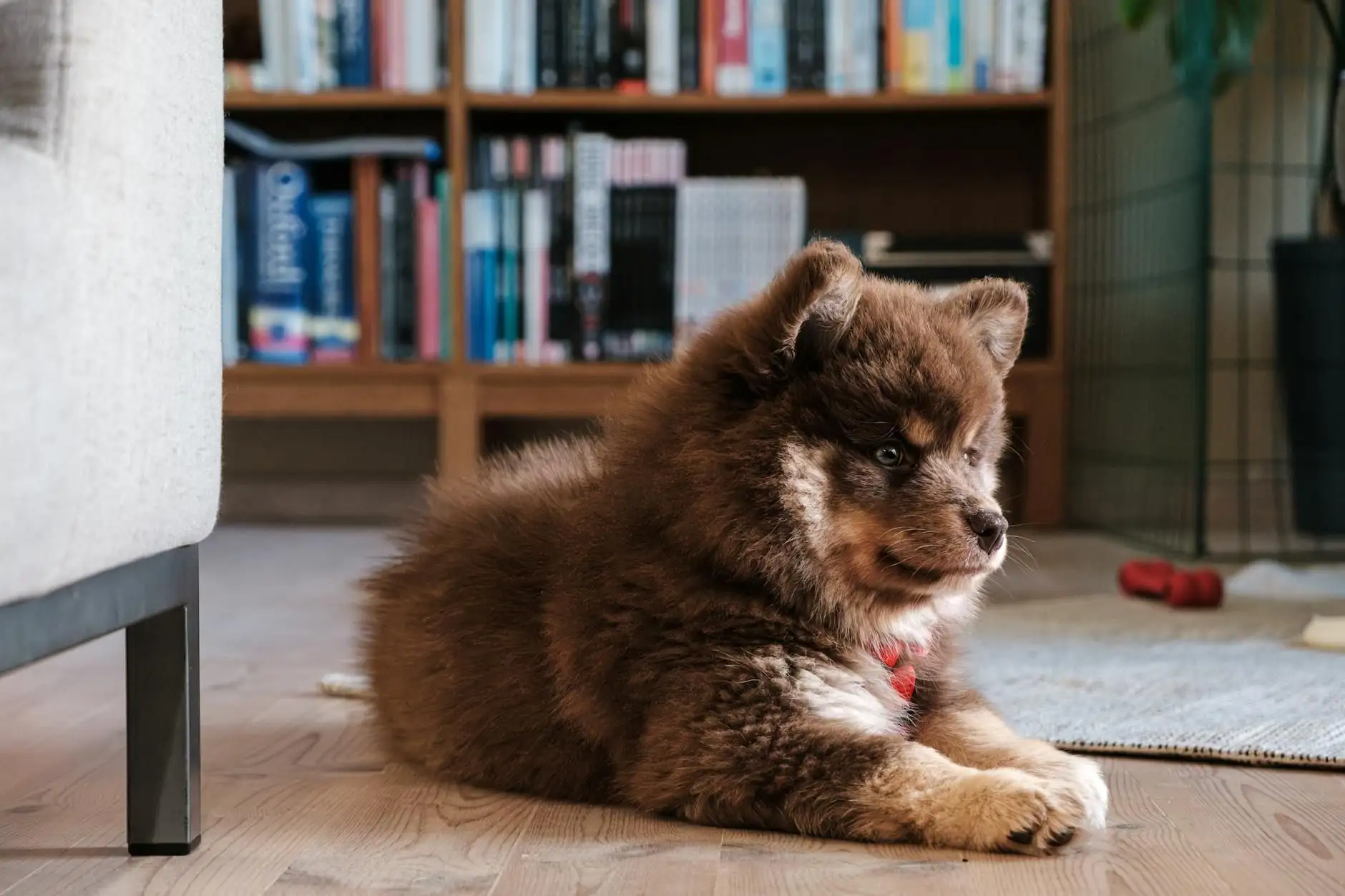 12 señales de estrés en el perro: reconocer y actuar