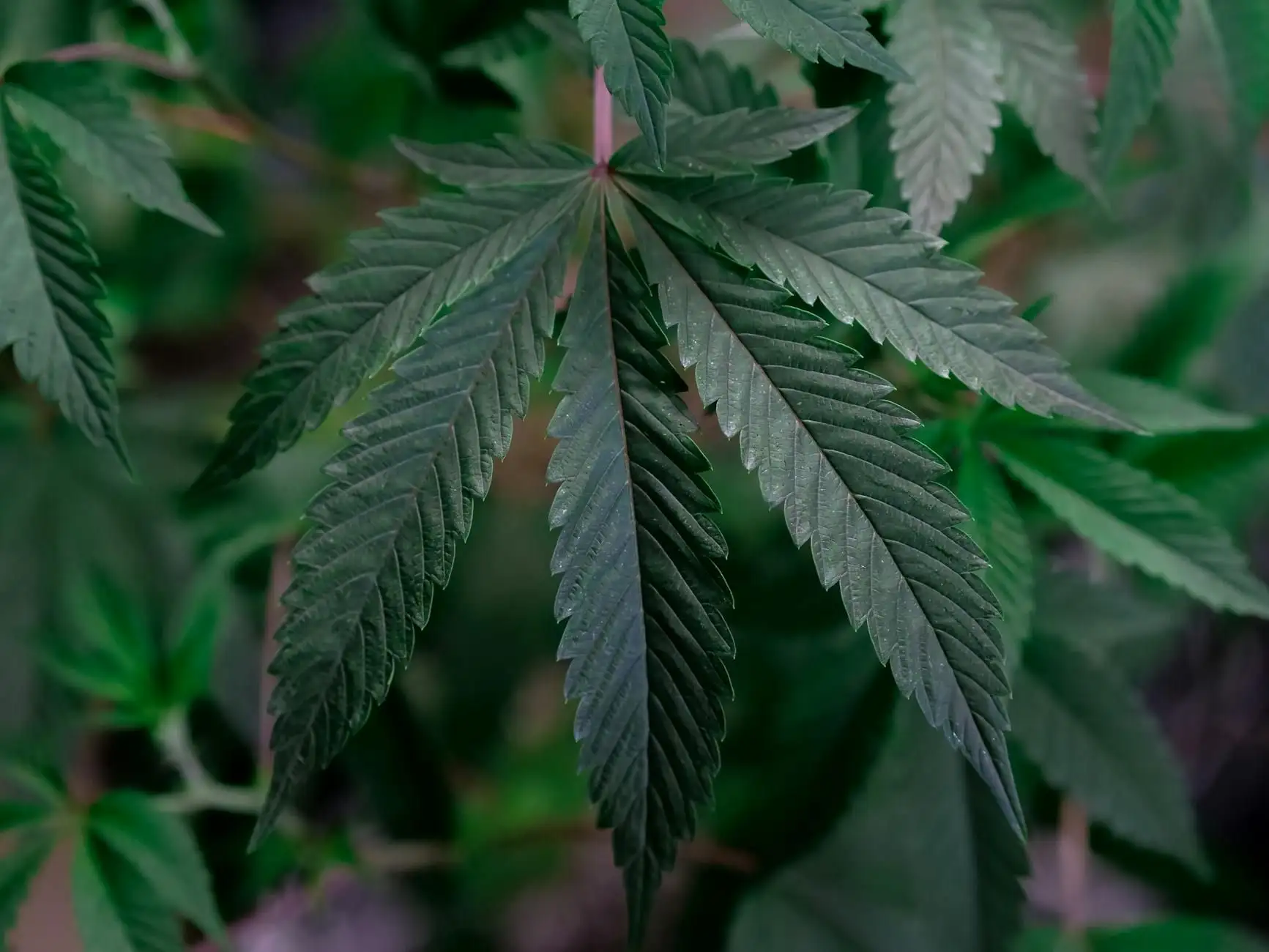 THC, delta-9, THCA, HHC: entender los cannabinoides en Francia