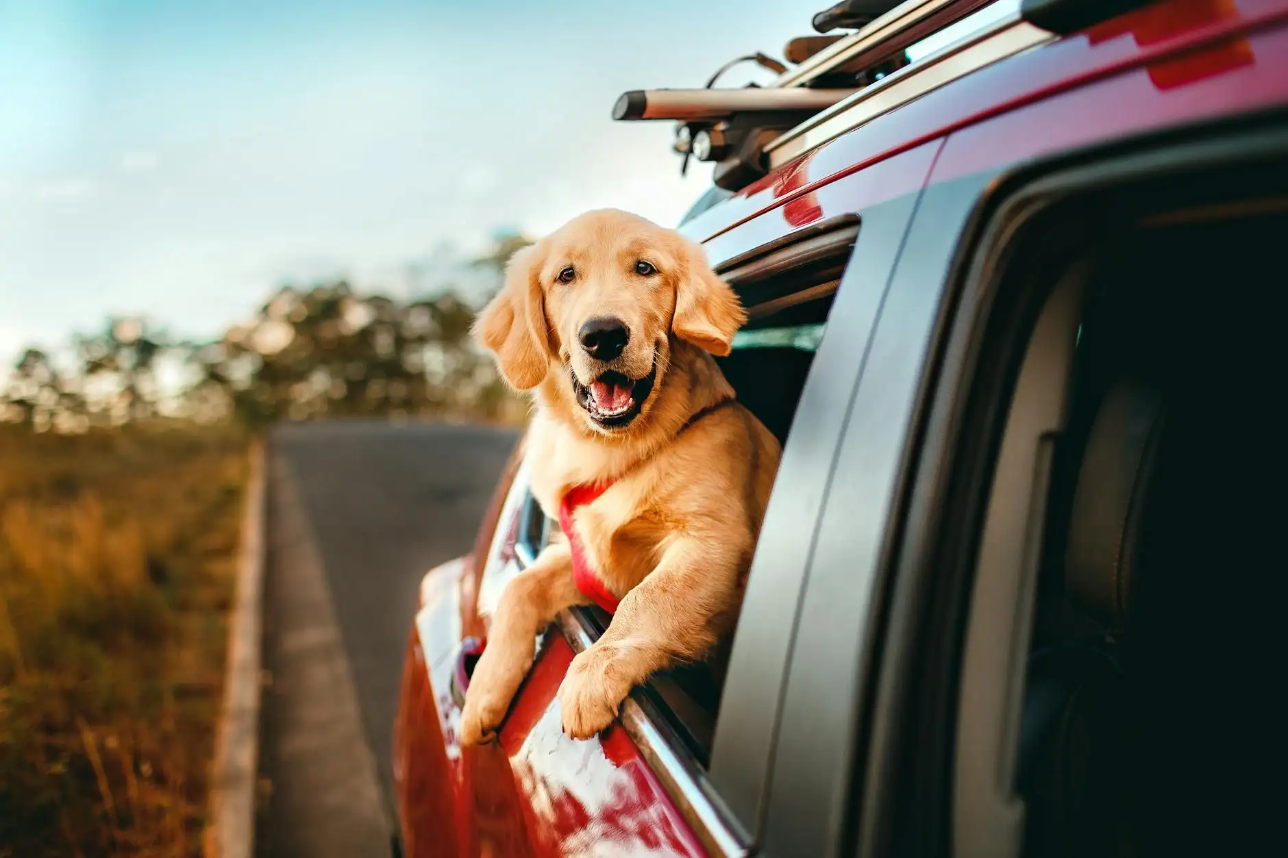 Viajar con el perro sin estrés: la guía práctica