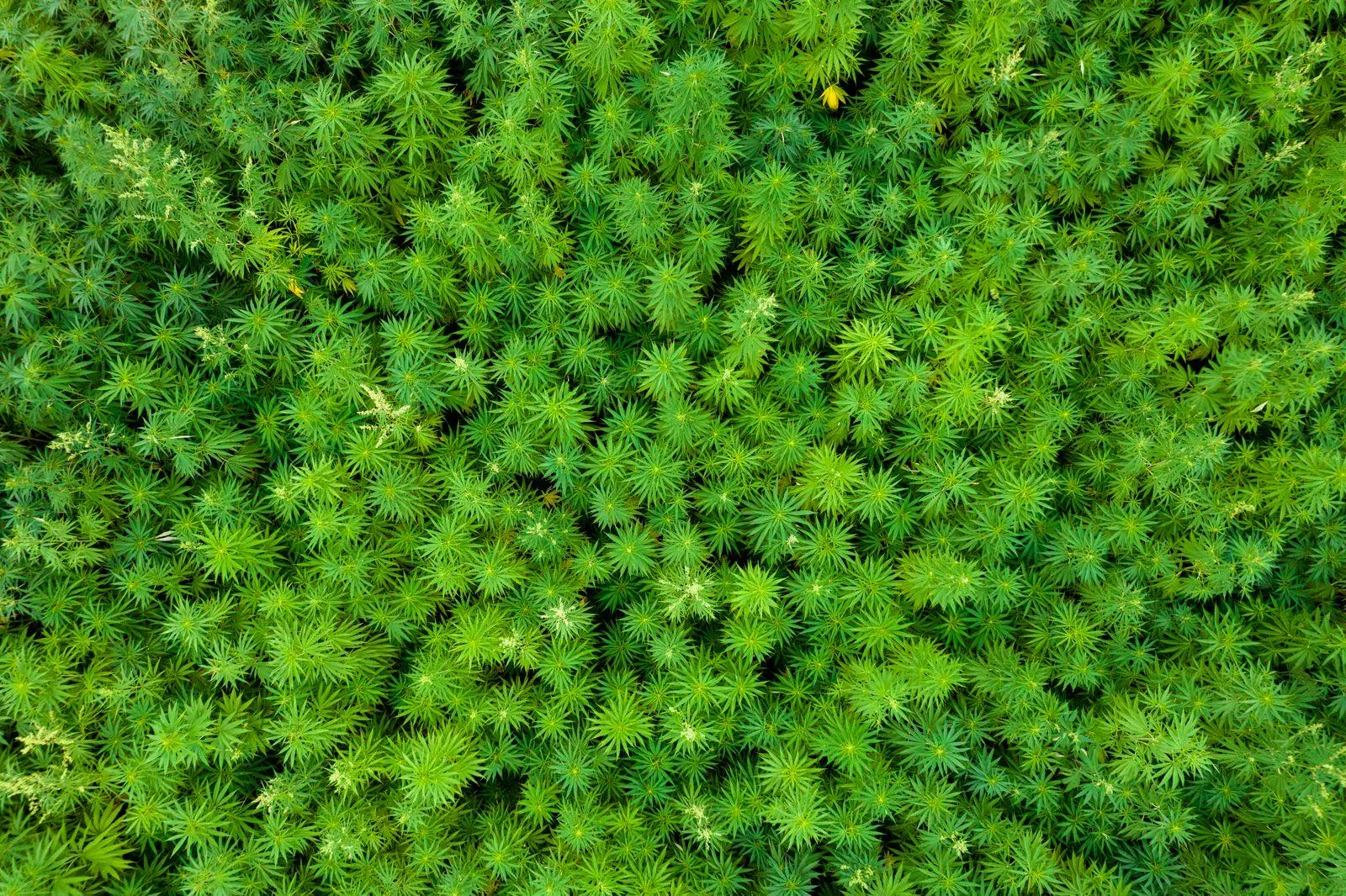 Campo de cáñamo visto desde el aire, con hileras densas de plantas, del tipo de cultivos con licencia destinados a la industria