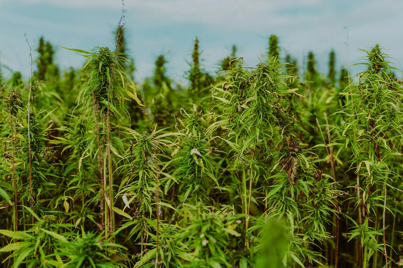 Campo de cáñamo al final de la floración, con las sumidades floridas erguidas bajo un cielo velado