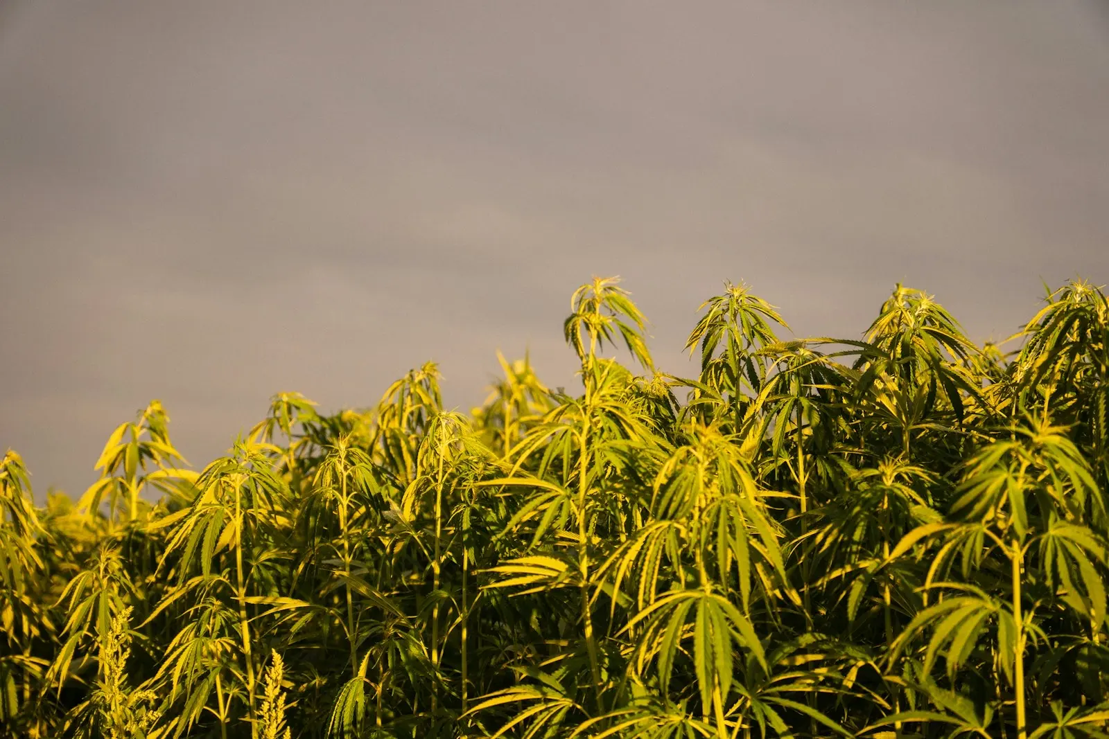 Plantas jóvenes de cáñamo en un campo con la luz del final del día, bajo un cielo gris