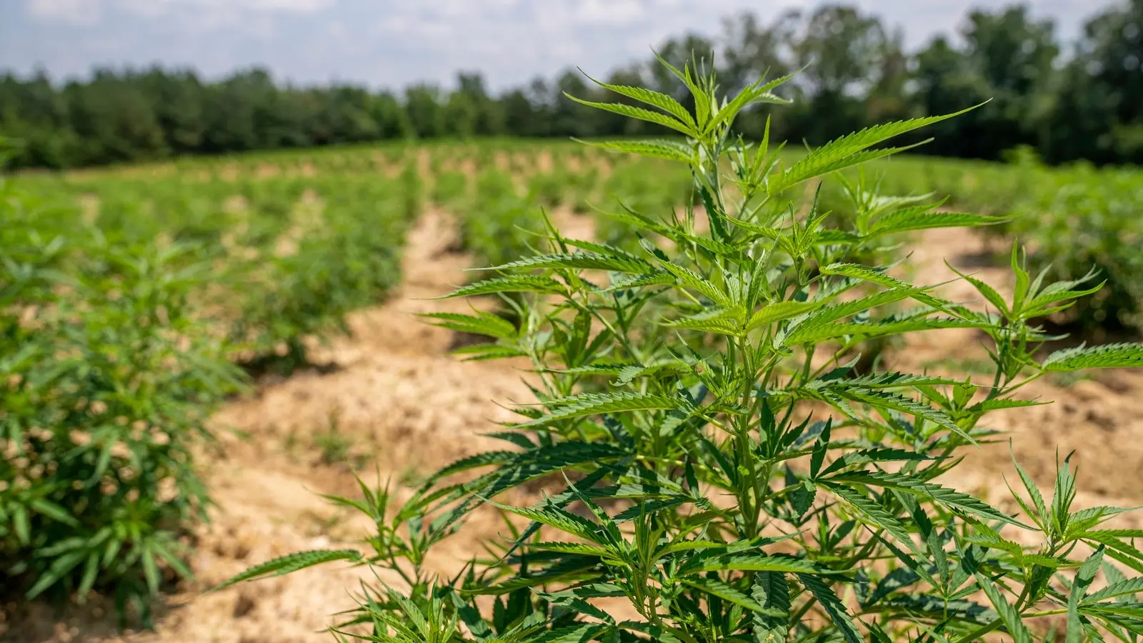 Hileras de cáñamo industrial en pleno verano en un campo cultivado, bordeado de árboles