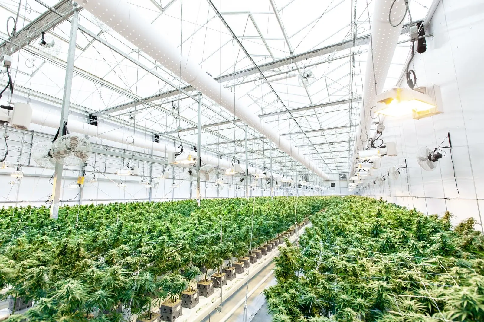 Hileras de plantas de cannabis en floración en un gran invernadero de cristal con lámparas y ventiladores