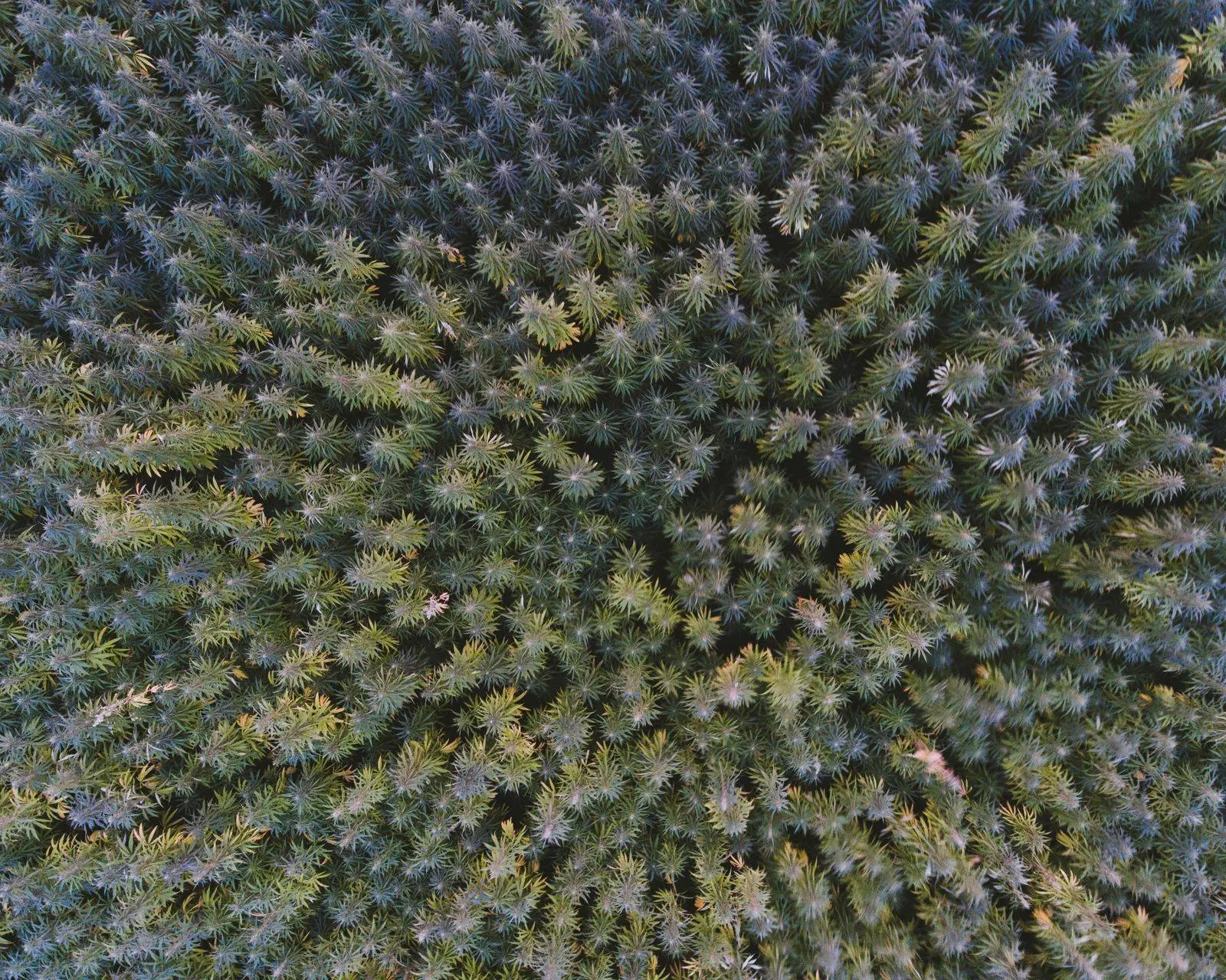 Campo de cáñamo visto desde arriba en vertical, con las plantas juntas en plena tierra