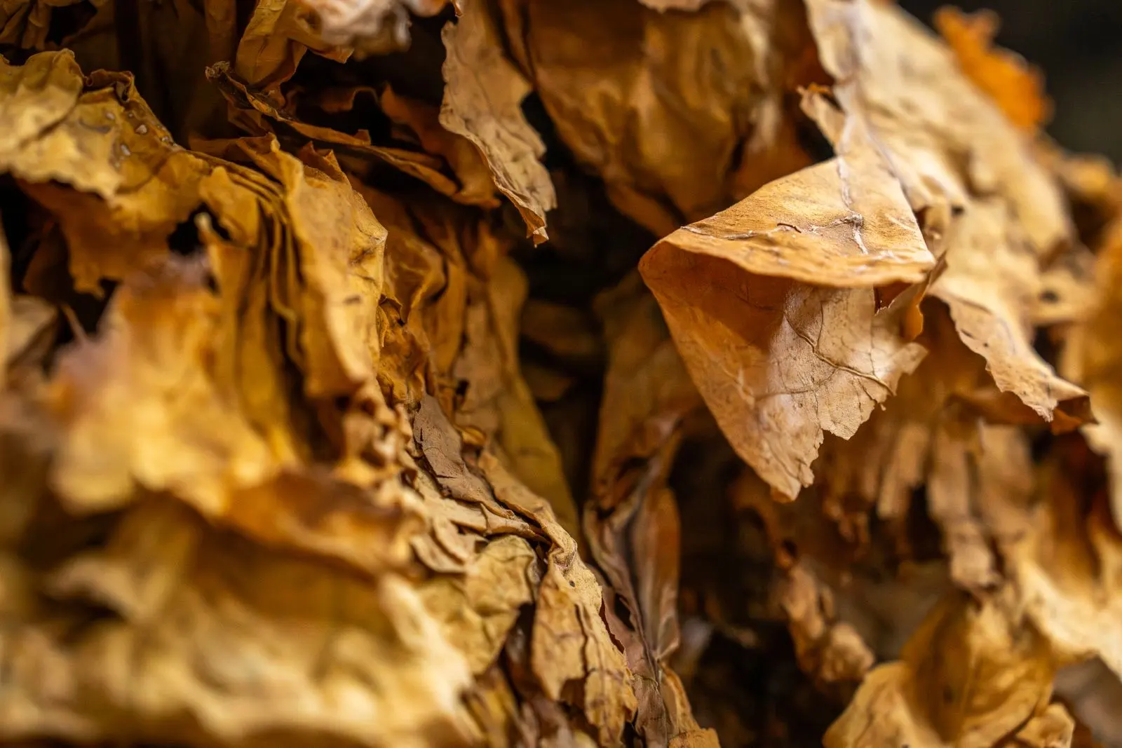 Hojas de tabaco secas en primer plano, arrugadas y doradas