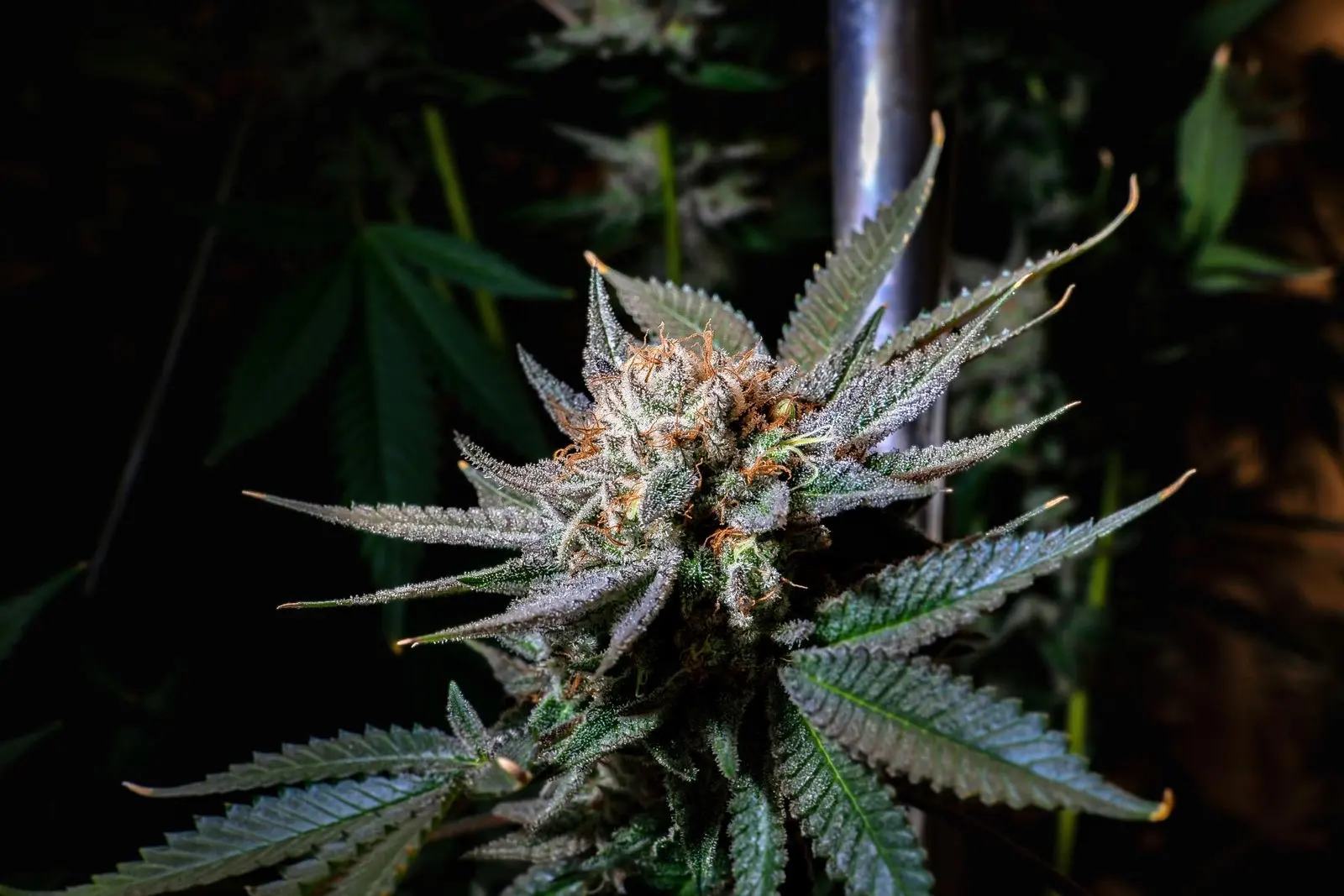 Flor de cannabis viva en primer plano, cubierta de tricomas y pistilos, en una planta en cultivo