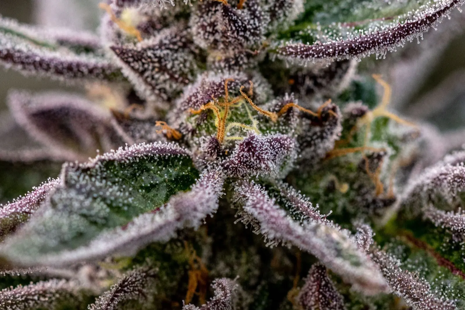 Cogollo de cannabis de hojas violáceas en macro, cubierto de tricomas escarchados, el aspecto colorido de la línea Gelato