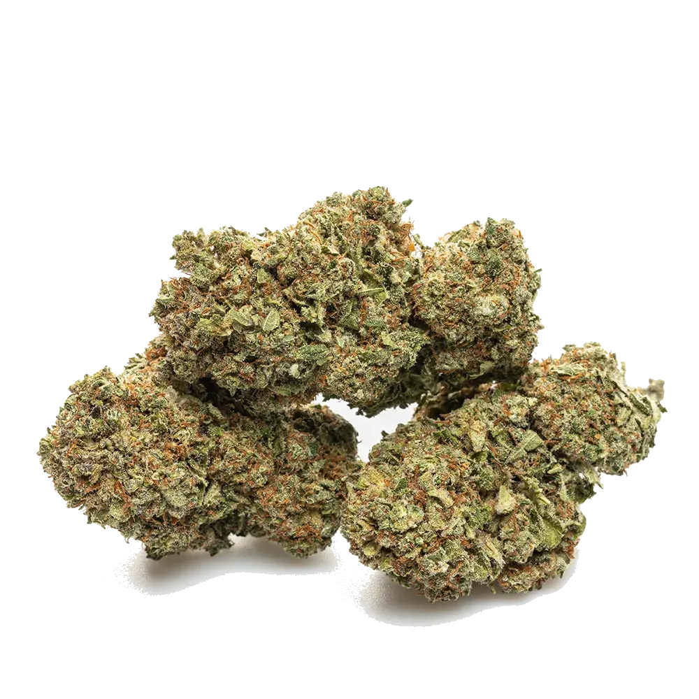 Blueberry - miniatura 4