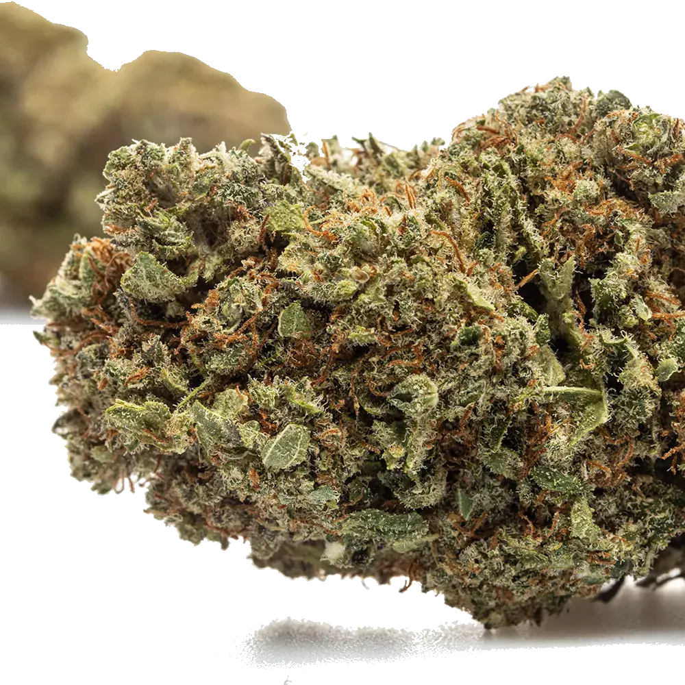 Blueberry - miniatura 3