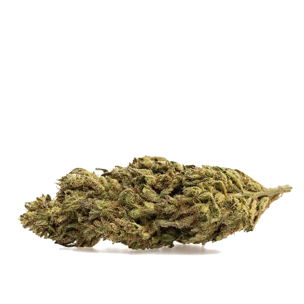 Lemon Zest - miniatura 2