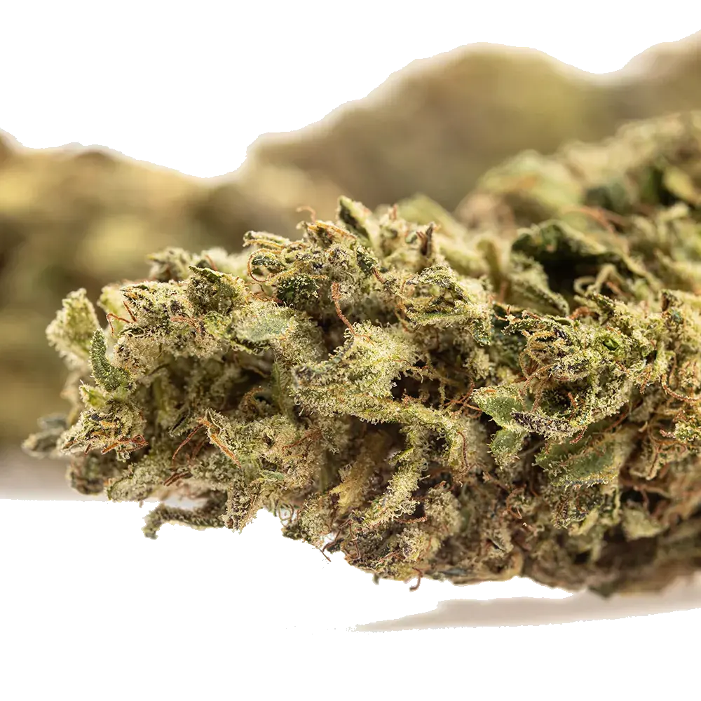 Lemon Zest - miniatura 4