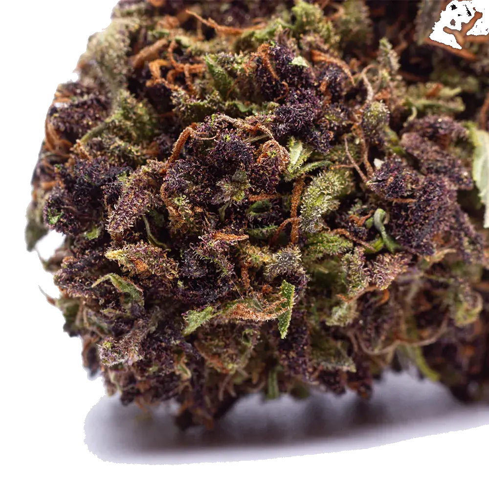 Purple Haze - miniatura 2