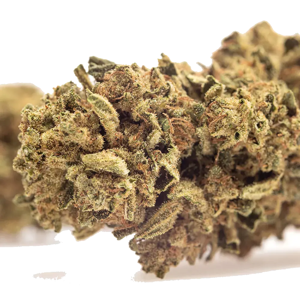 Skunk - miniatura 4