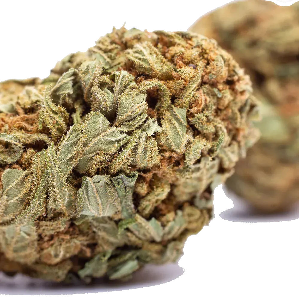 White Widow - miniatura 4