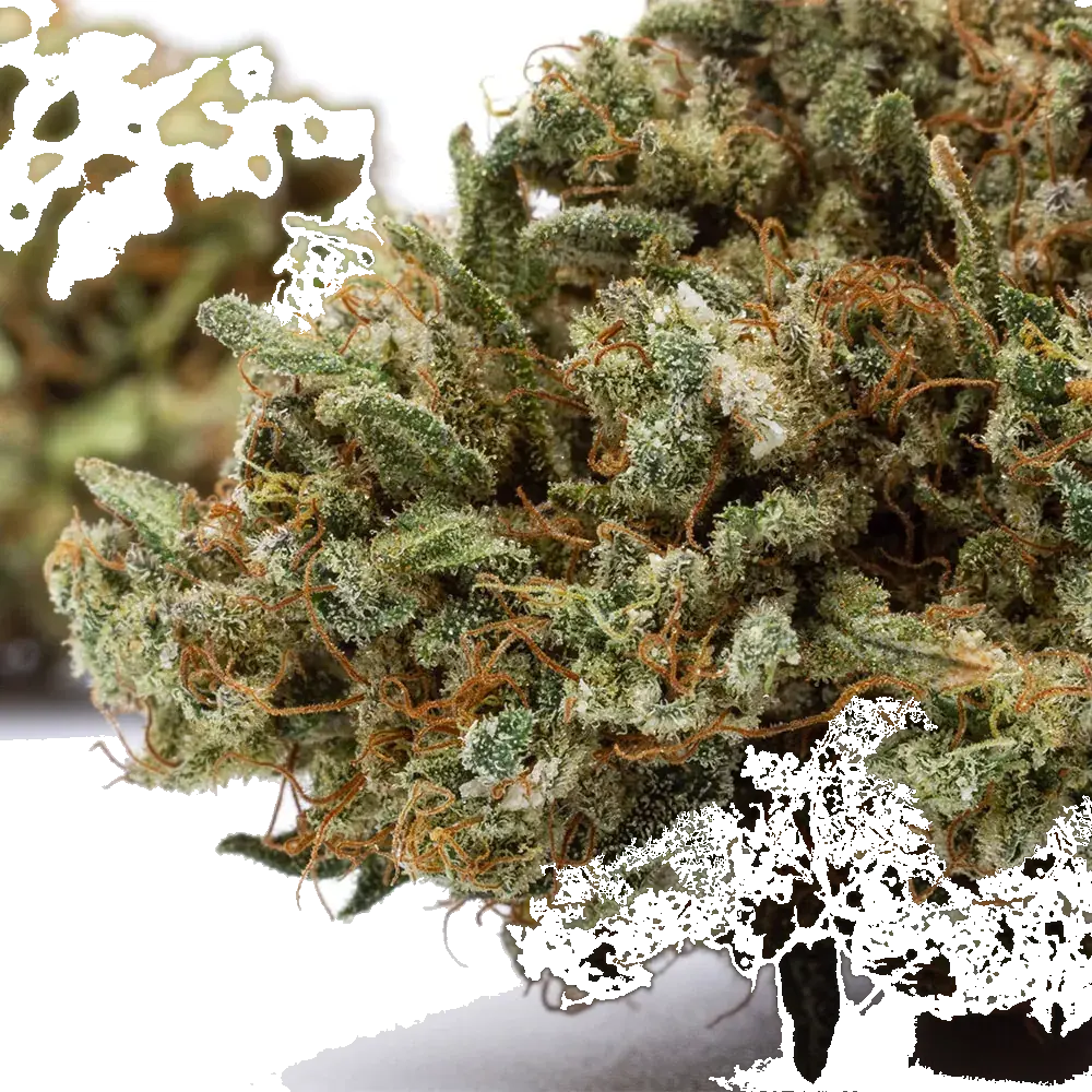 Kosher Kush - miniatura 4