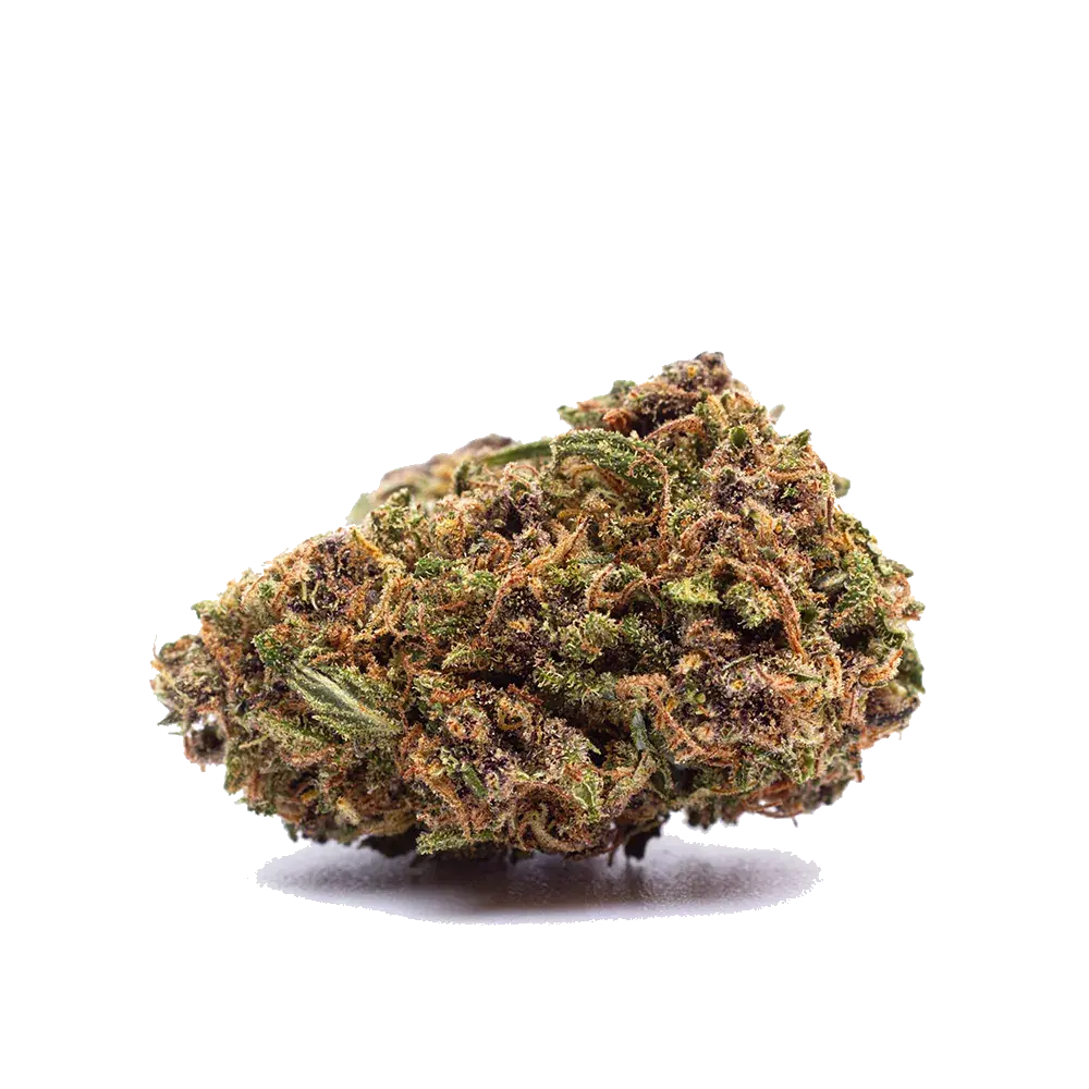 Orange Bud - miniatura 2