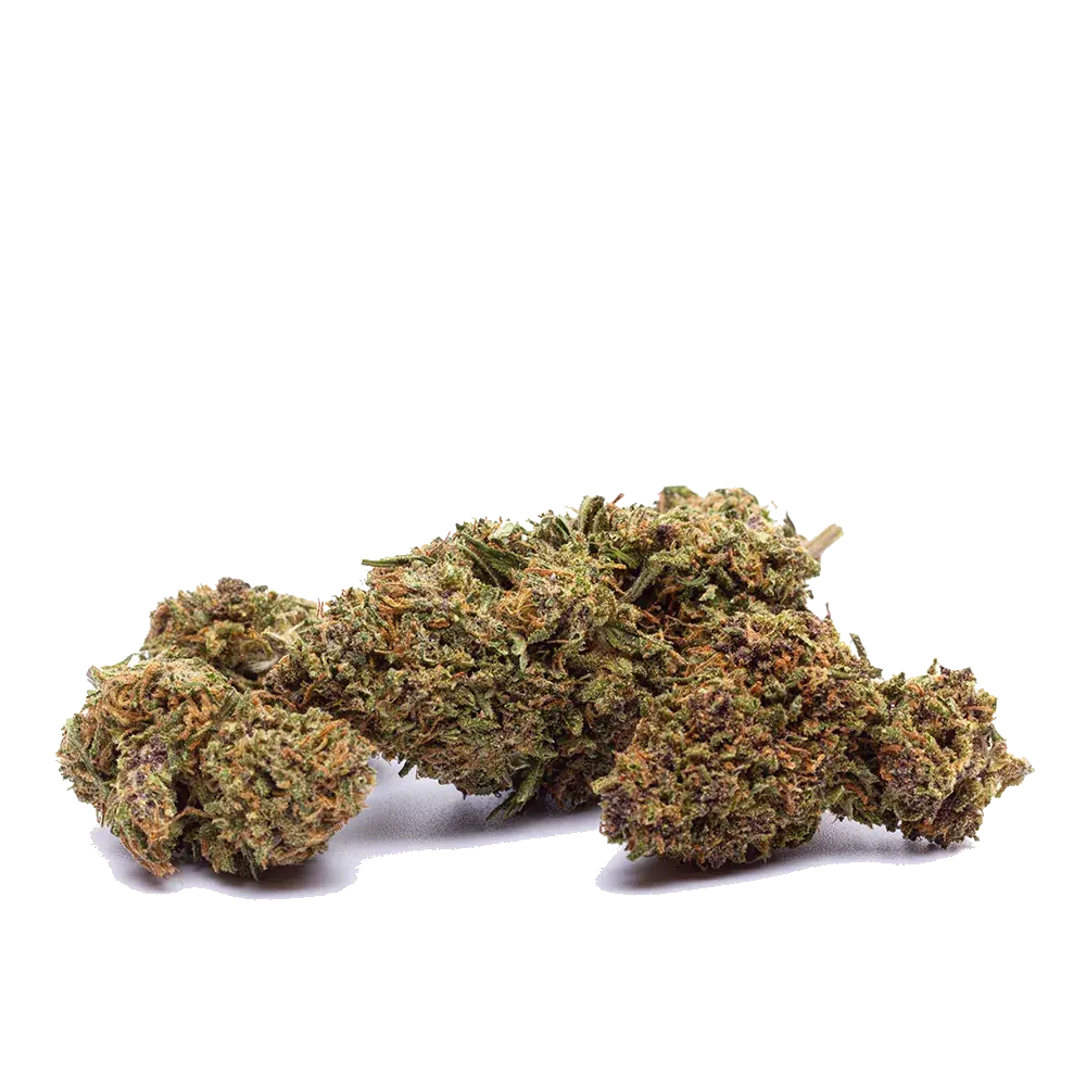 Orange Bud - miniatura 3
