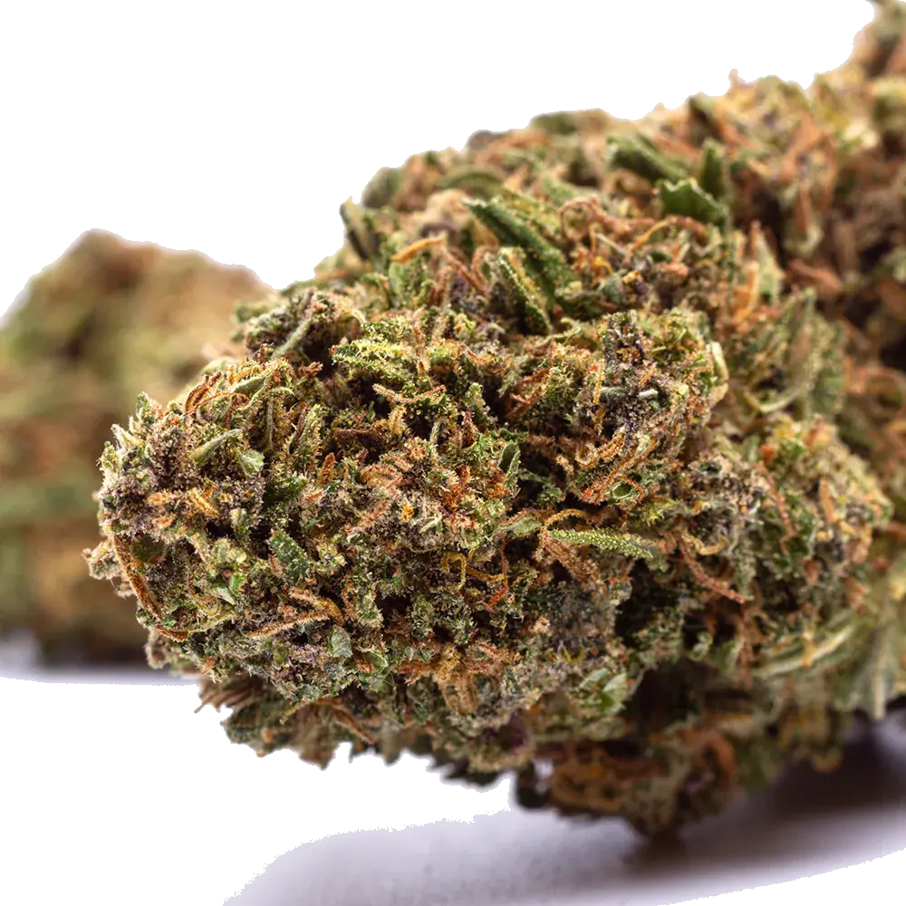 Orange Bud - miniatura 4