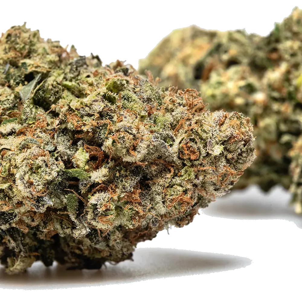 Payton's Lemon s1 - miniatura 4
