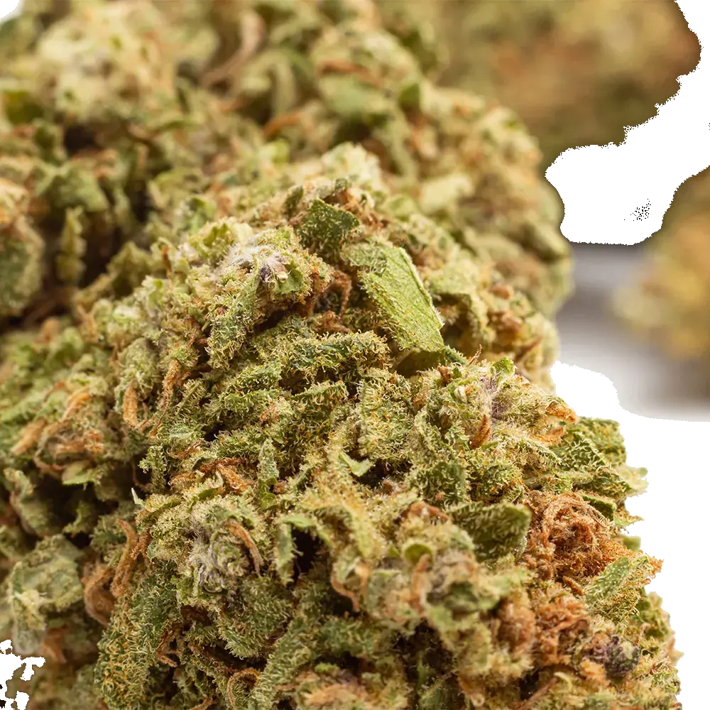 Watermelon - miniatura 4