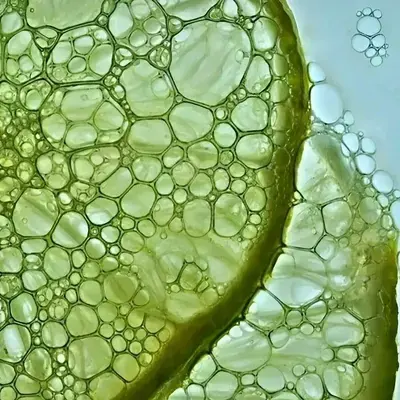 Corte de cítrico al macroscopio, células llenas de zumo
