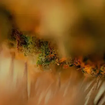 Tricomas de una inflorescencia de cáñamo, macrofotografía