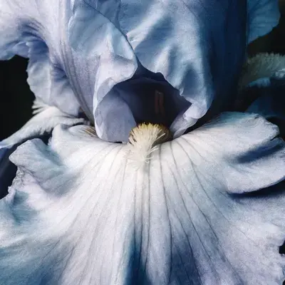 Pétalos de un iris azul en primer plano