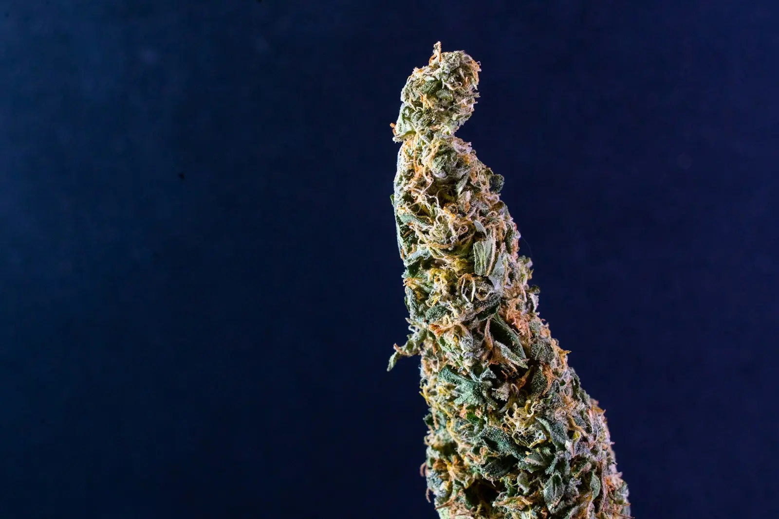 Cogollo de cáñamo seco en macro, en vertical sobre fondo azul noche, cubierto de pistilos anaranjados y tricomas, las glándulas donde la planta fabrica sus cannabinoides