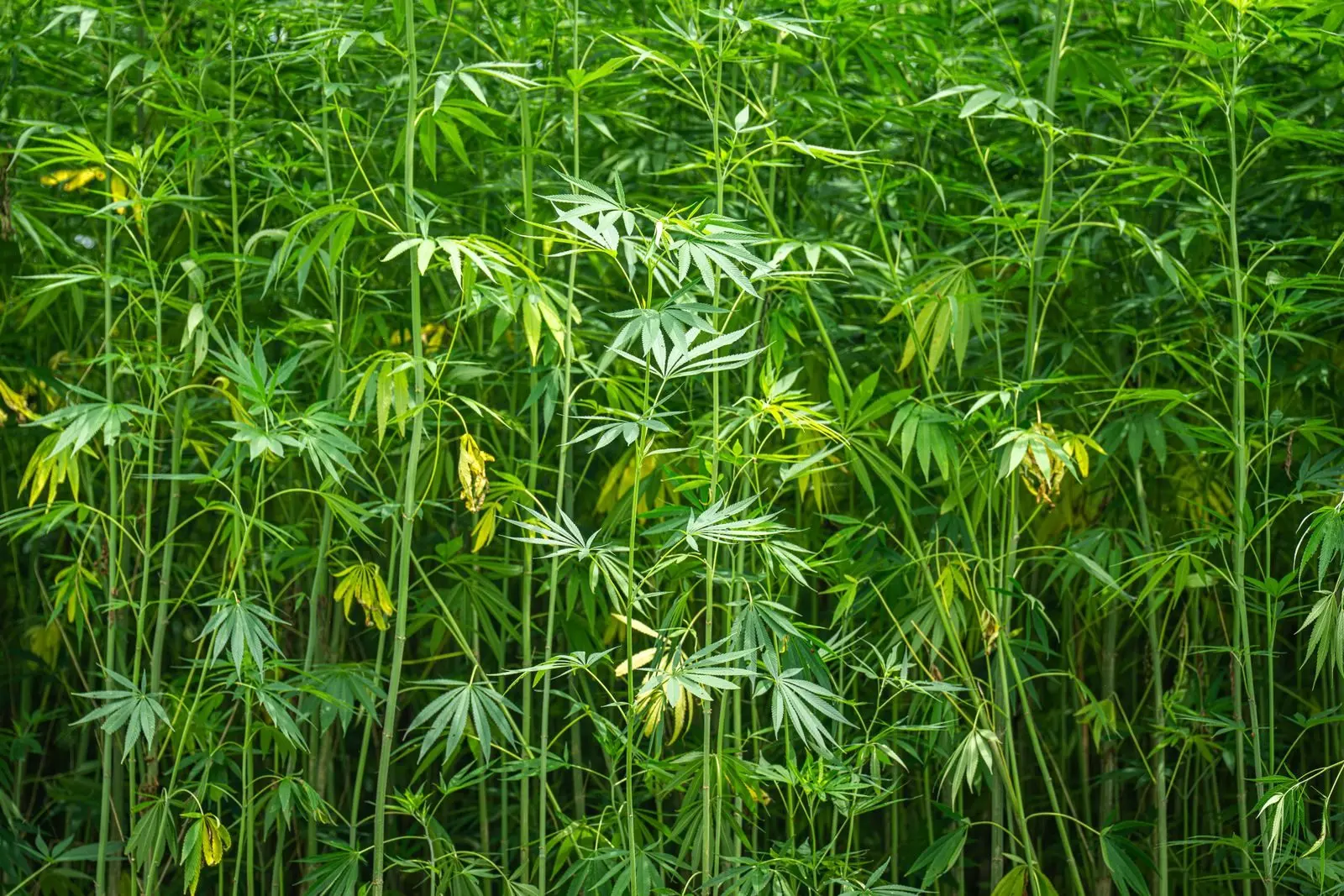 Tallos de cáñamo industrial muy juntos en una parcela en pleno crecimiento, hojas palmeadas verdes