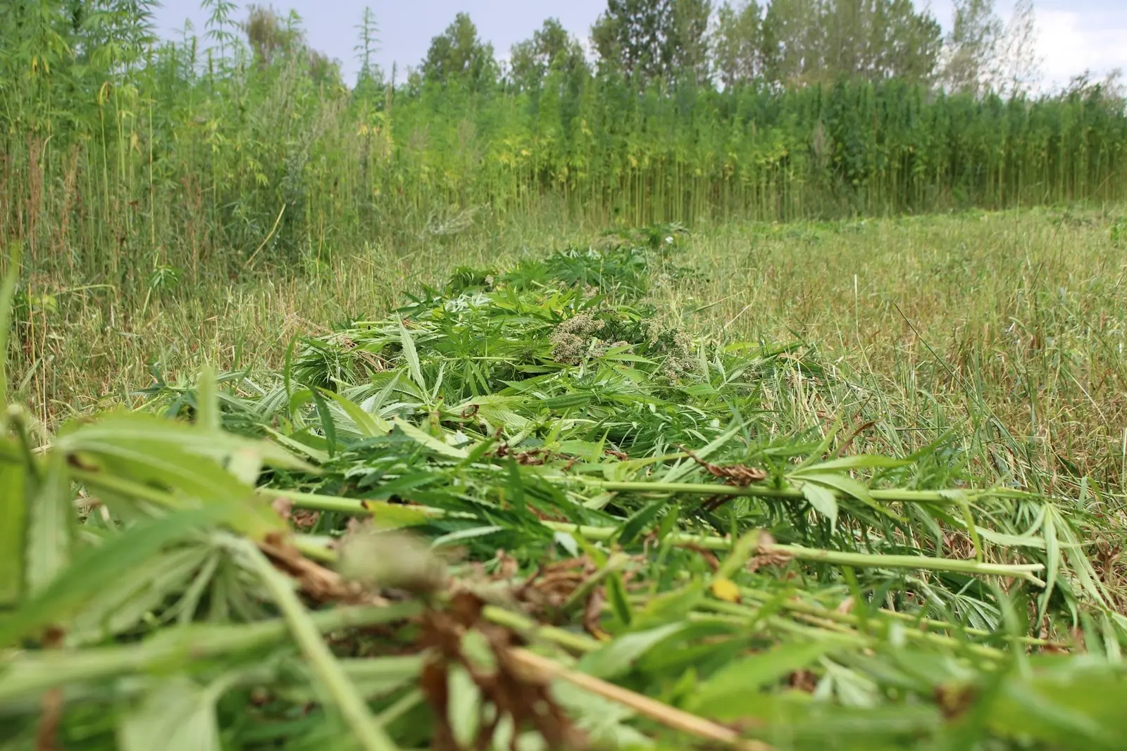 Tallos de cáñamo segados tendidos en hilera en un campo tras la cosecha, delante de una parcela aún en pie