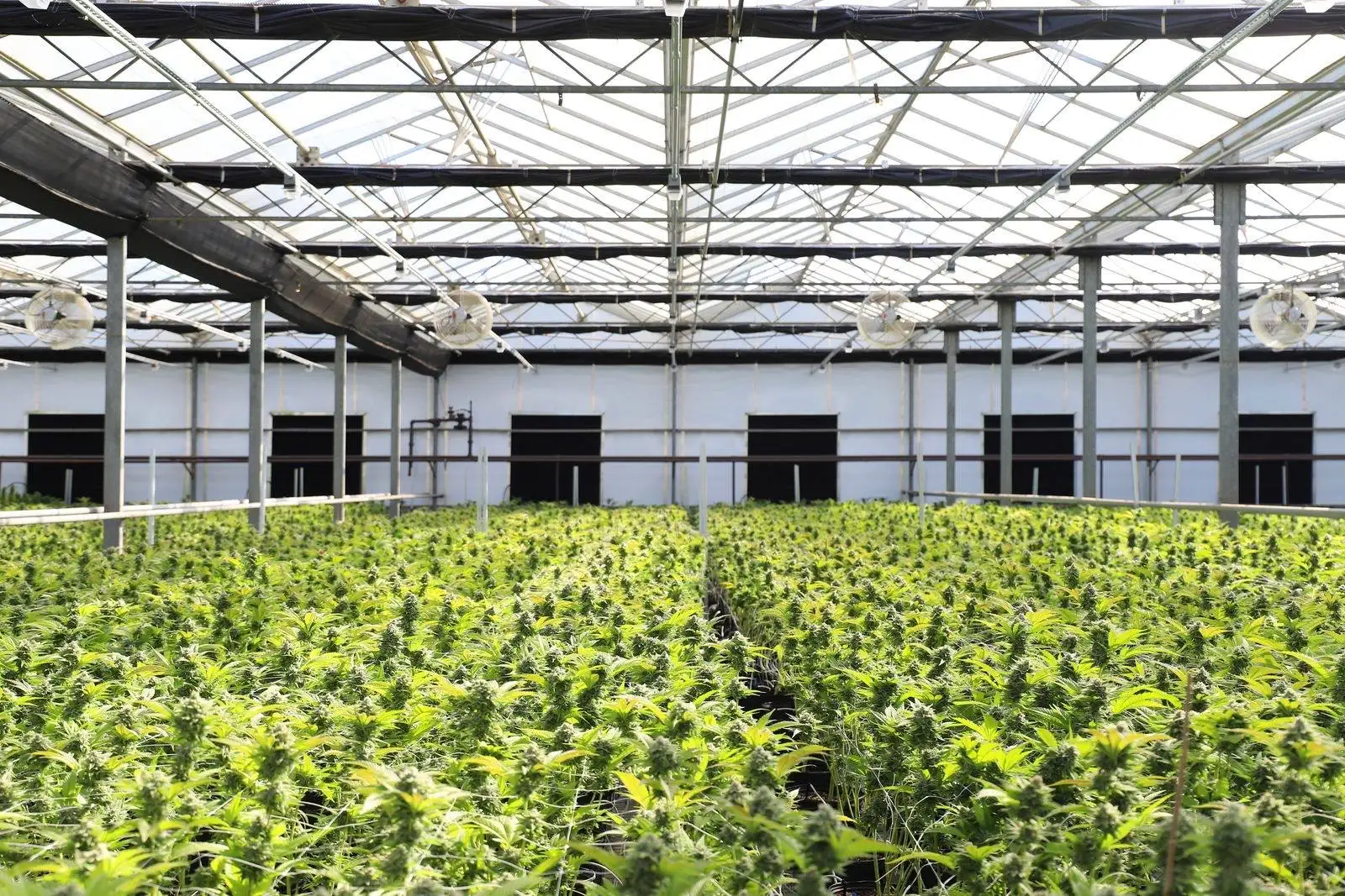 Flores de CBD en Italia: el decreto de 2025 ante el TJUE