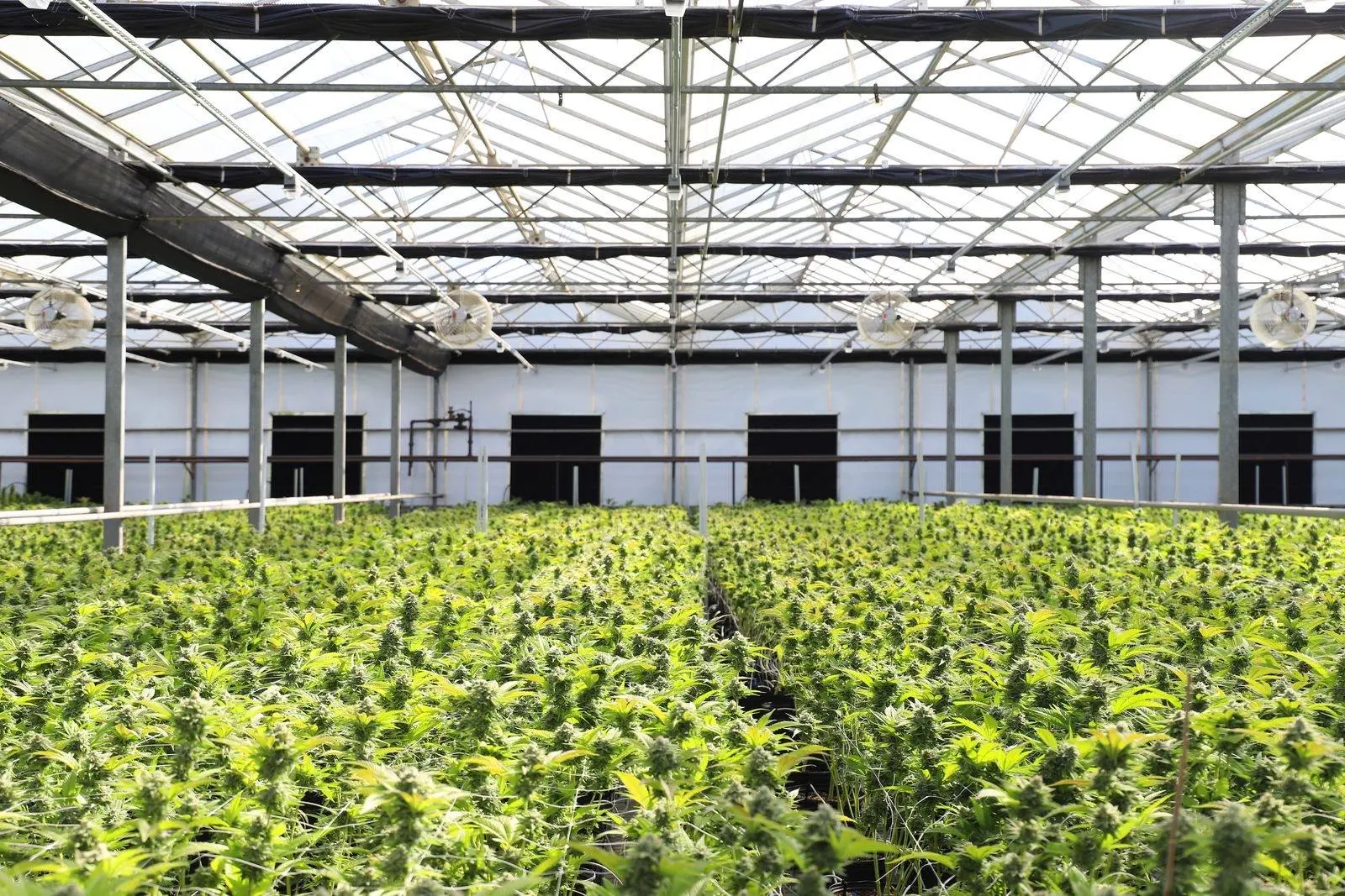 Invernadero de cultivo de cáñamo en floración, hileras de plantas bajo una cubierta de cristal