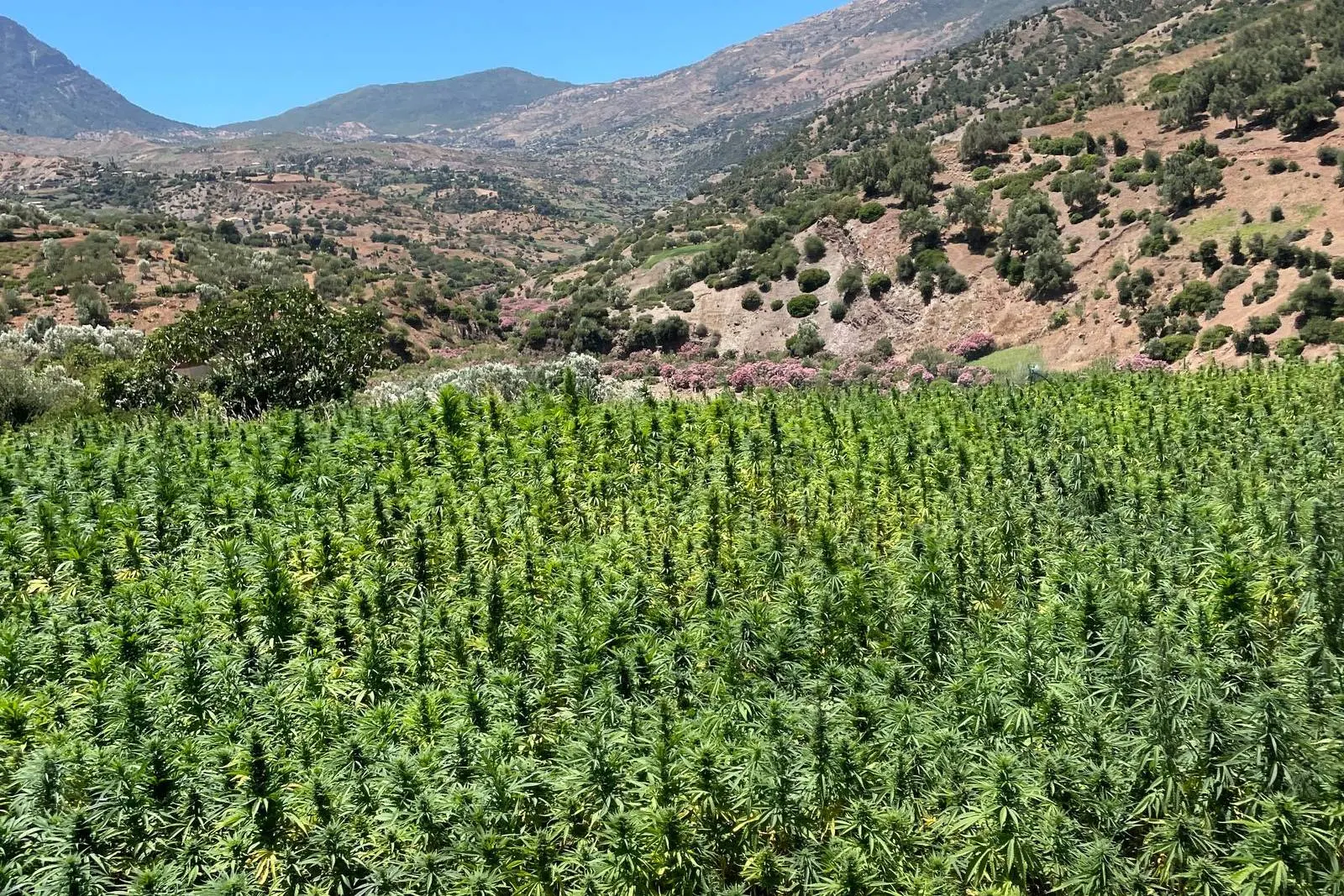 Campo de cannabis al aire libre al pie de montañas áridas bajo un cielo azul, el tipo de cultivo local que busca un strain hunter
