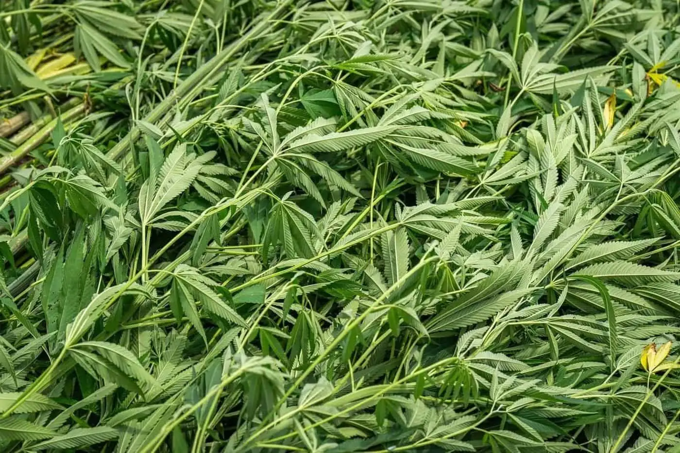 ¿Qué es el CBD? Definición y marco legal francés