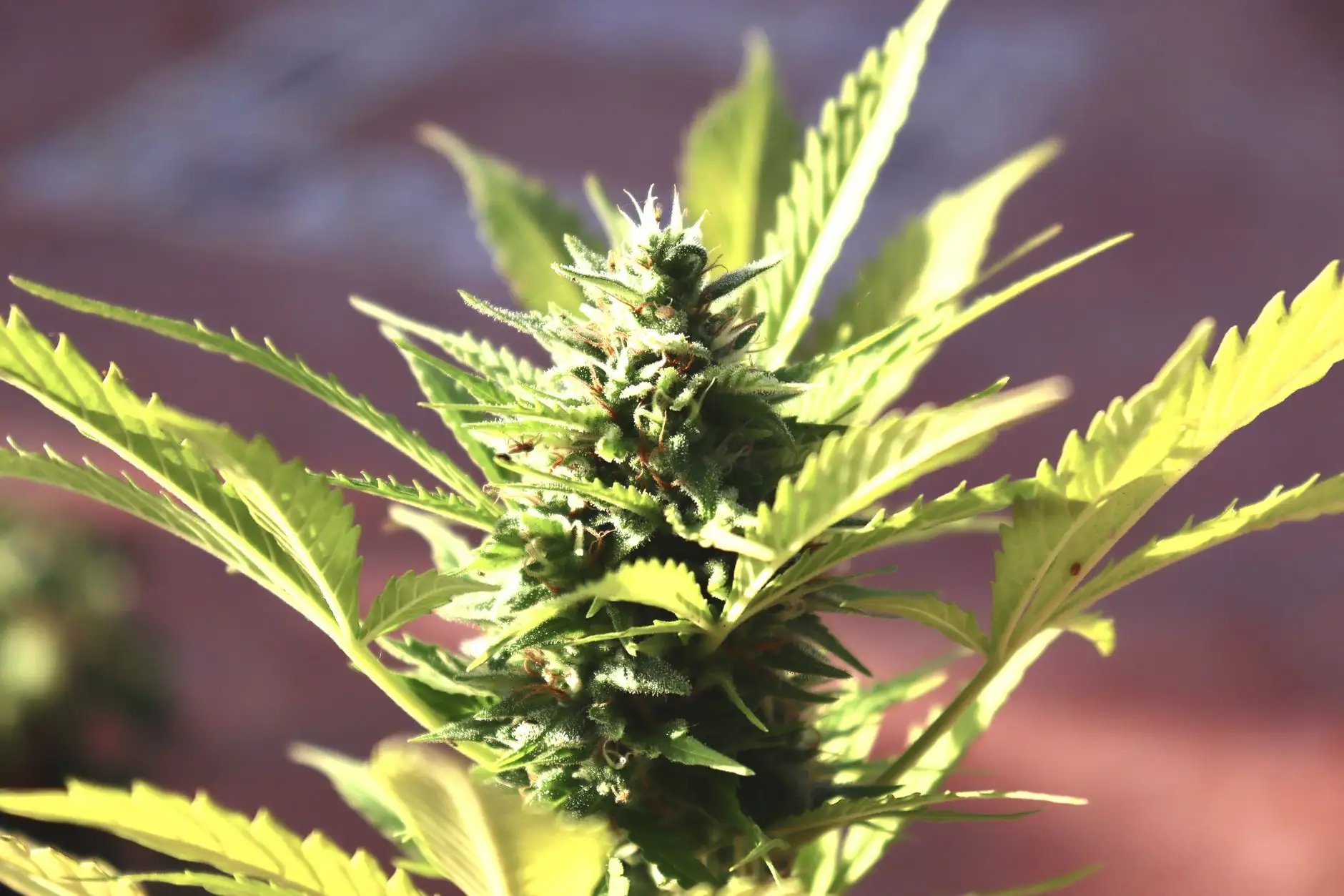 El CBDV (cannabidivarina): un cannabinoide emergente