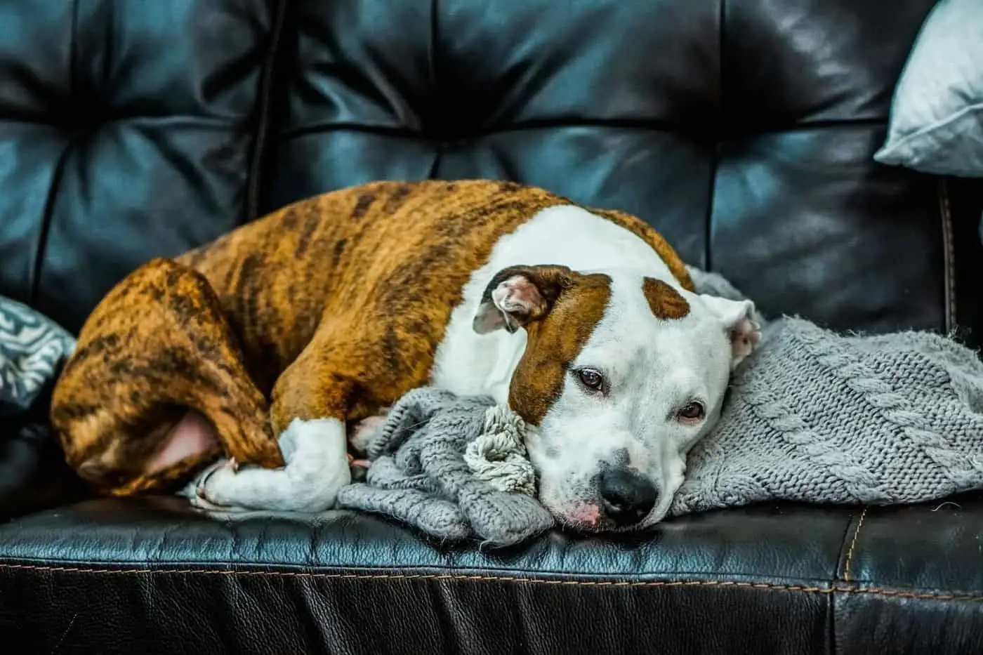 Perro inquieto: 6 palancas naturales validadas y el marco del CBD veterinario