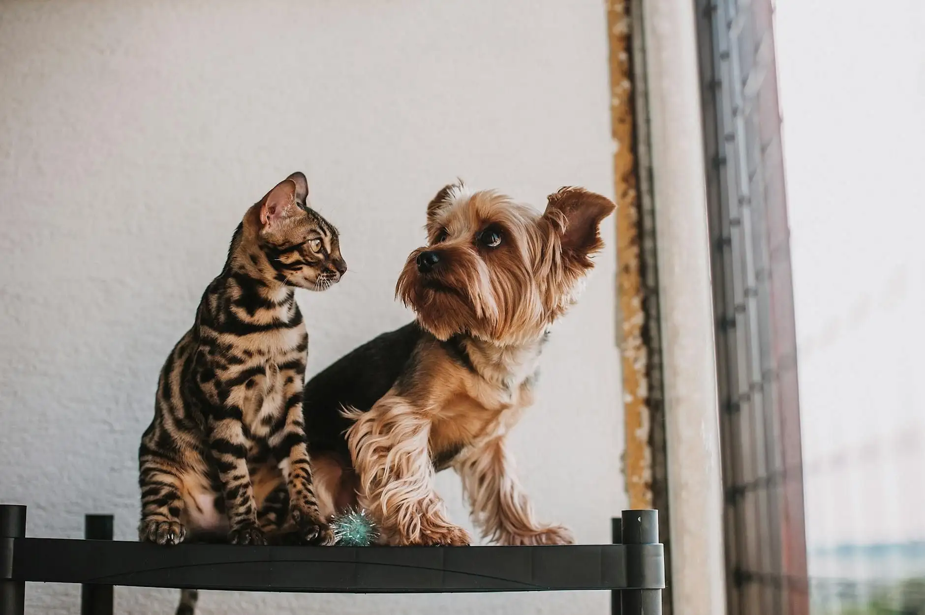 Complementos de cáñamo para animales: formatos y marco