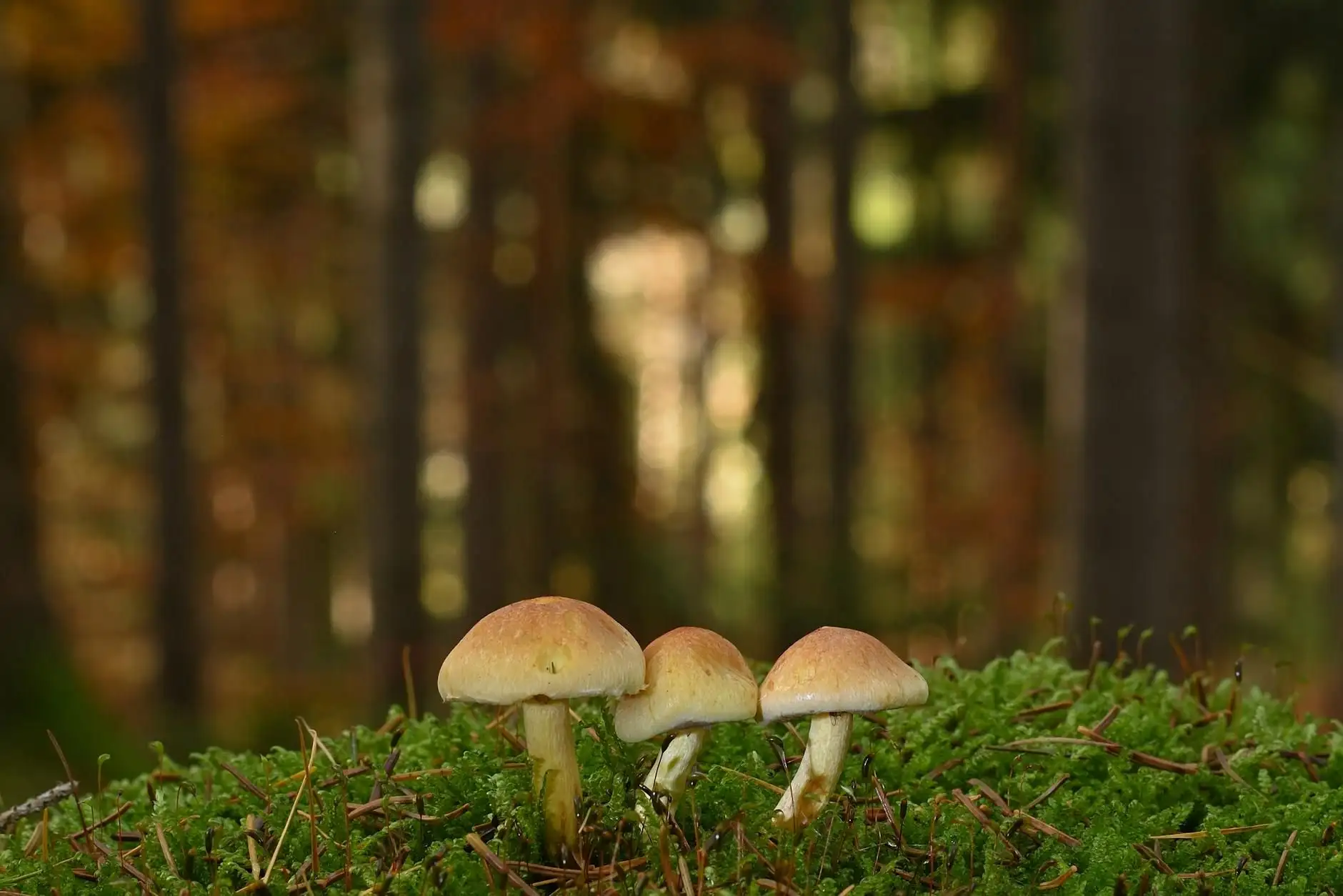 Cordyceps y CBD: entender las formulaciones «energía» en Francia