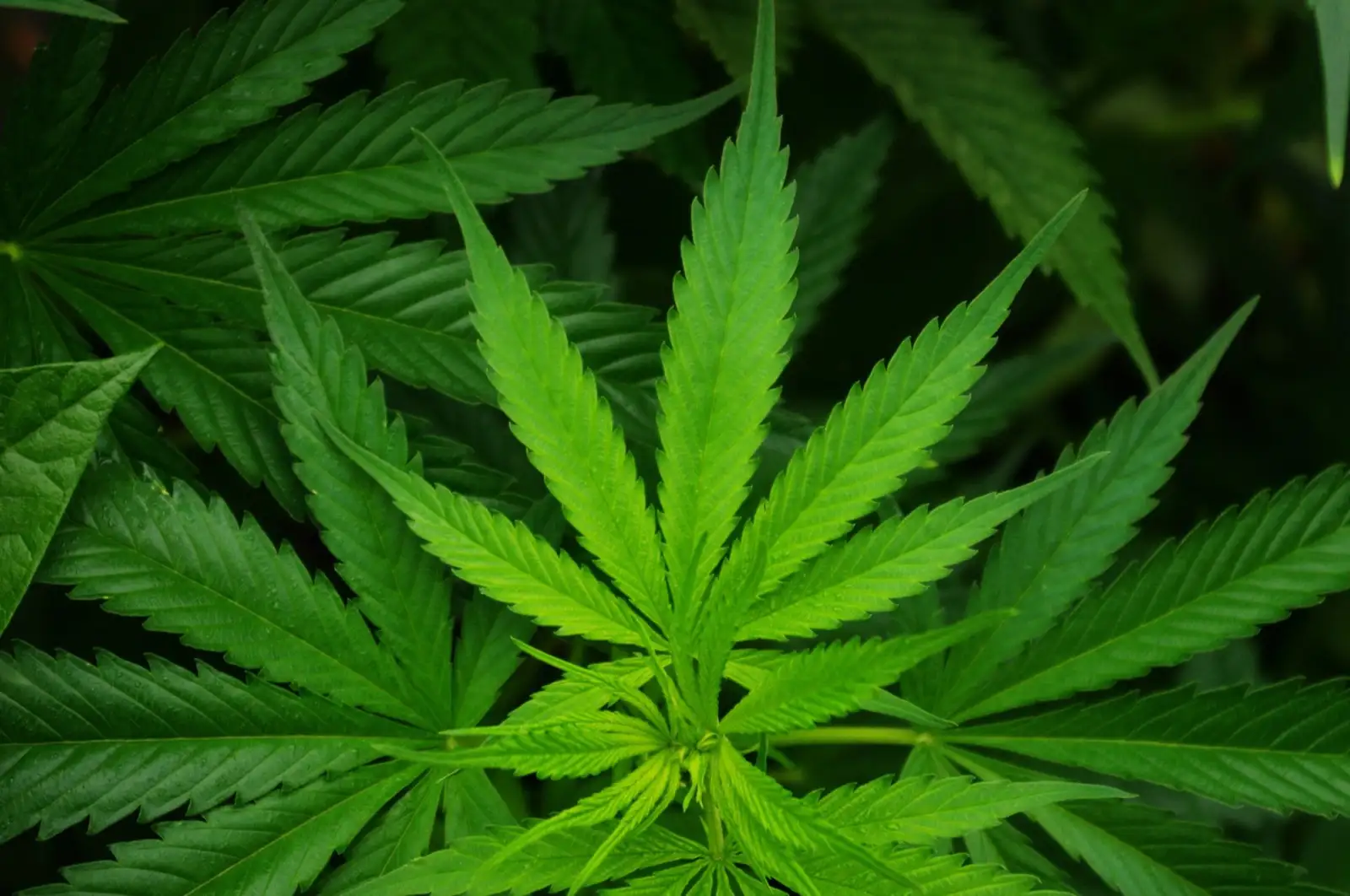 CBD en España: qué es legal y qué no en 2026