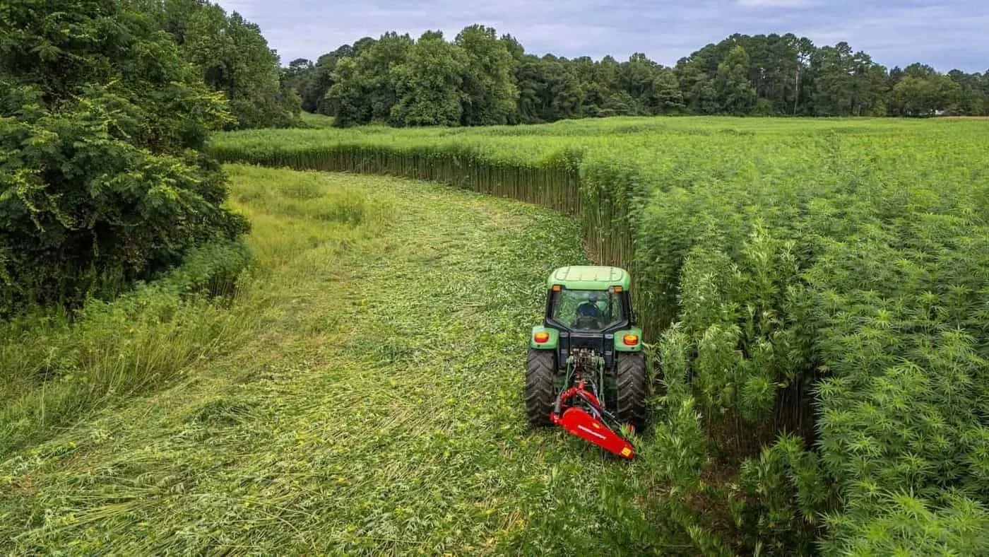 Cáñamo en Europa: superficies y producción, país por país