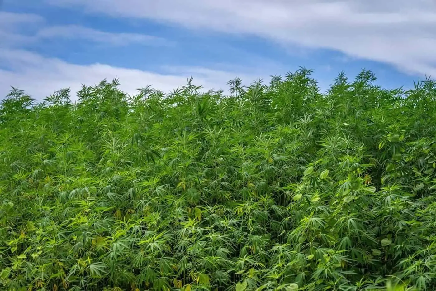 Ideas preconcebidas sobre el cáñamo y el CBD en Francia