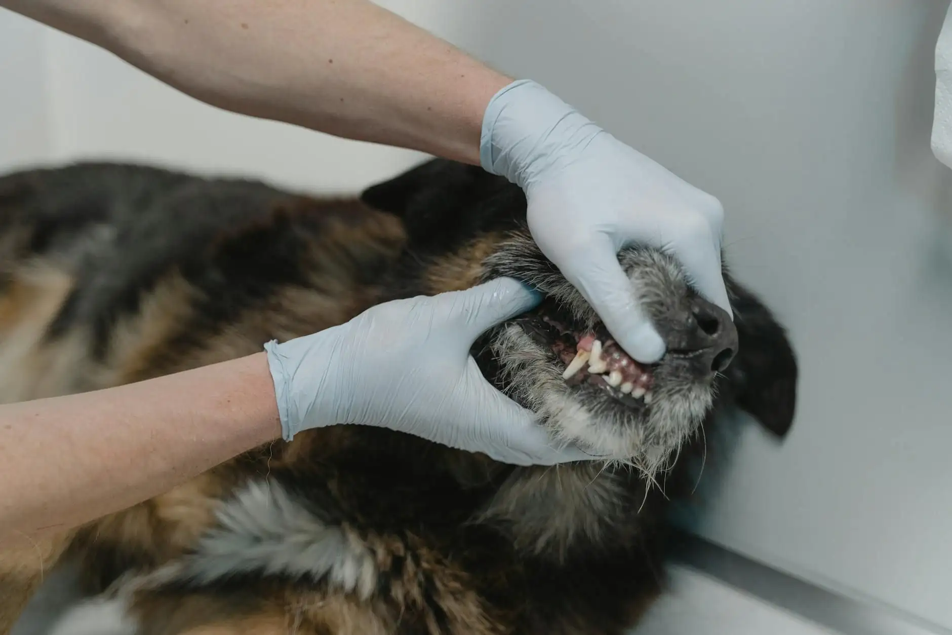 Mal aliento del perro: 7 palancas de higiene bucodental