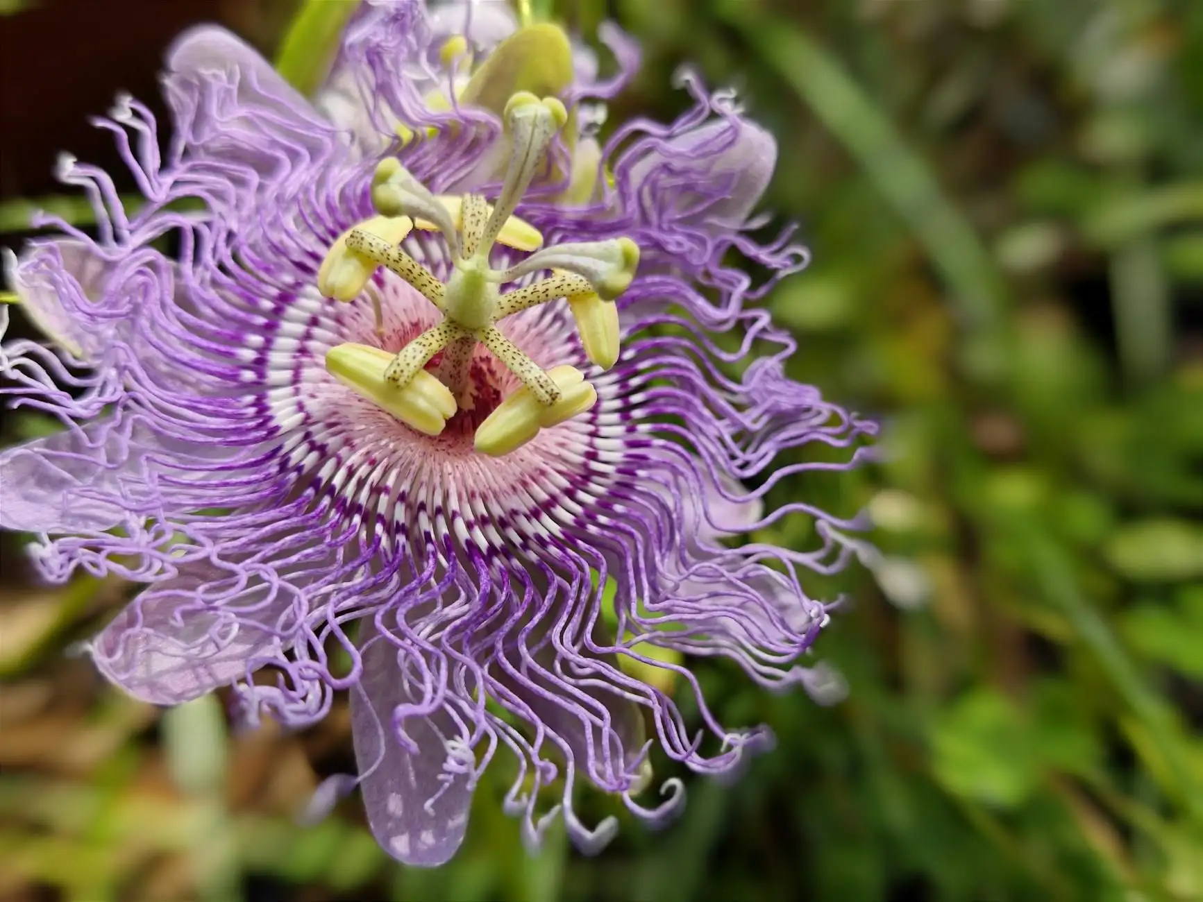 Pasiflora, CBD y formulaciones «descanso»: el marco francés