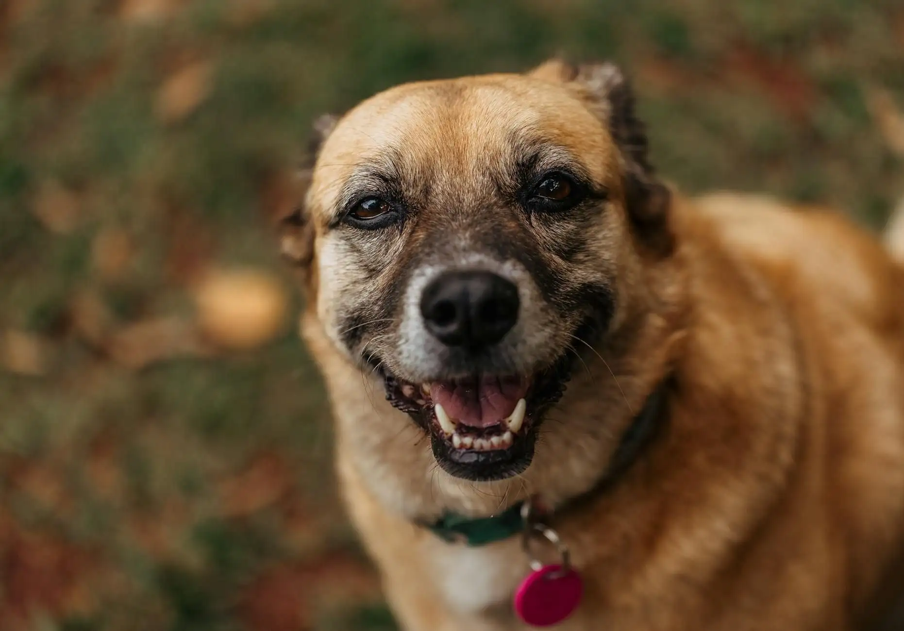 Sistema endocannabinoide del perro: lo que la ciencia ha observado