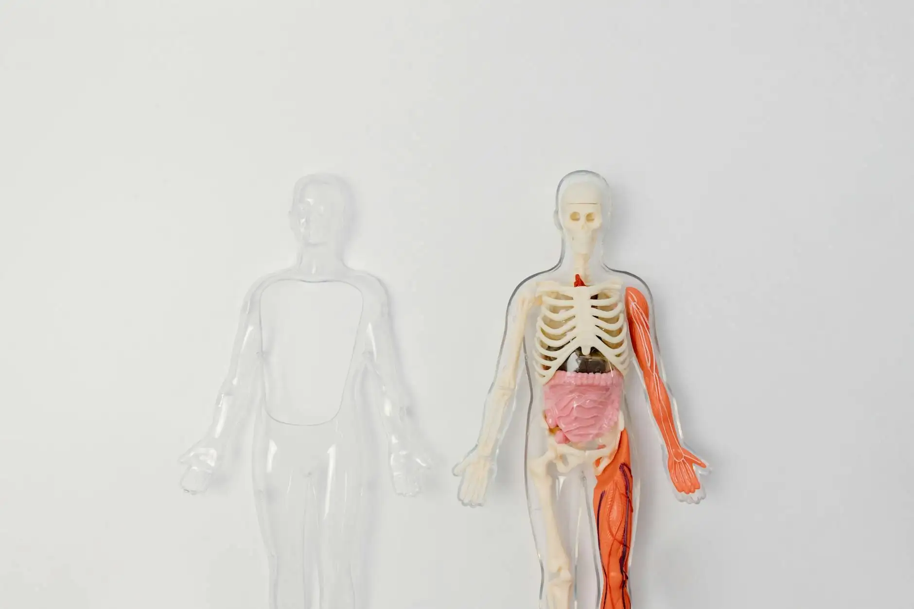 ¿Qué es el sistema endocannabinoide?