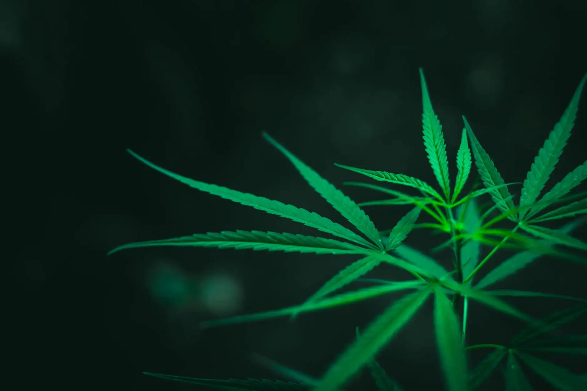 THCA: la forma ácida cruda del THC y su estatuto legal